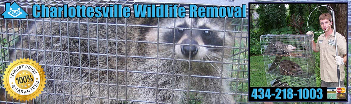 Charlottesville Wildlife and Animal Removal